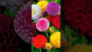 Dahlia Cutting Propagation | Grow New Plants Easily 💮🌿