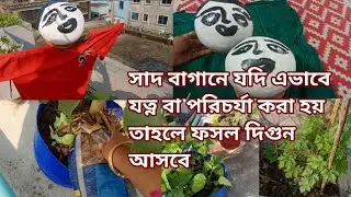 সাদে গাছ লাগিয়েছি পাখির যন্ত্রণায় এভাবে করে দেয়া এভাবে যত্ন করলে ফসলটা দ্বিগুন আসবে 