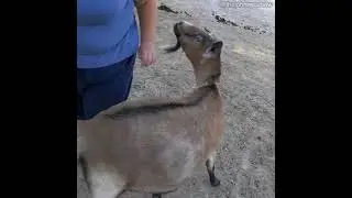 #Shorts Carla the Goat