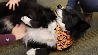 Therapy Dog Thursday