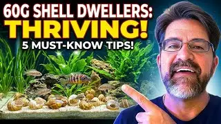 5 Essential Tips for a Thriving 60 Gallon Shell Dweller Aquarium