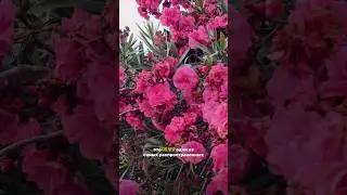 🌸 Олеандр &mdash; красиво, но ядовито 🌿#espa&ntilde;a#valencia#spain#испания#олеандр#oleander#ядовитоерастение