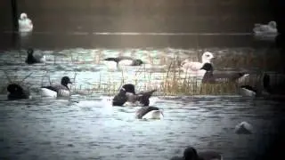 Black Brant and Pale-bellied Brent