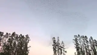 Bird Tornado