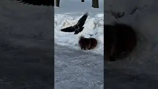 Barney makes new friends #crow #spitz #pomeranian #walking #dogs