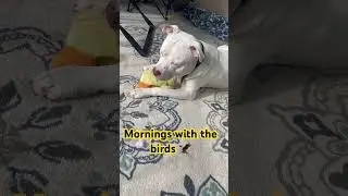 #pitbullnation mornings with the birds, I just can&rsquo;t see them 😂