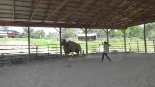 Flash with the saddle, bridle and tarp!