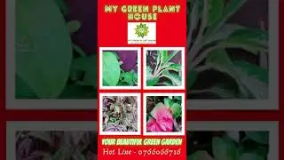 To solve all your flowering plant problems in the best way
