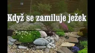 Když se zamiluje ježek