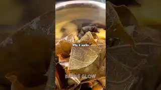 Miracle Mango Leaf Tea 🍵 Control Diabetes & Boost Health Naturally 😍