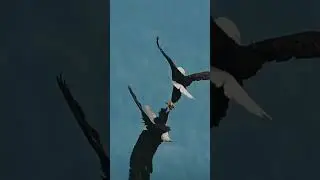 #shortvideo #flyinganimals#bestronger.