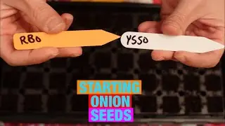Starting Onion Seeds inside in January