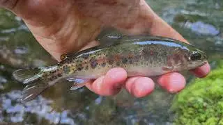 NC Small Stream Fly Fishing - 6-16-24