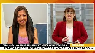 Monitorean comportamiento de plagas en cultivos de soja
