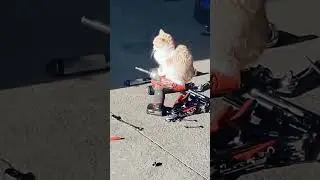 Kittyos just hardcore chilling on yung items