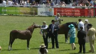 Merlod Cymreig o Deip Cob - Pencampwriaeth Ifanc | Welsh Ponies Cob Type - Junior Championship