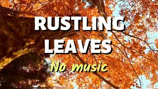 3 Hrs of Gentle Rustling Autumn Leaves in the Breeze