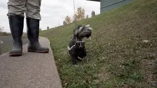 Striped Skunks Go For a Walk with The Slice!