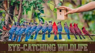 Wild Neighbors: Setting Up Habitats for Local Species | Nature Documentary
