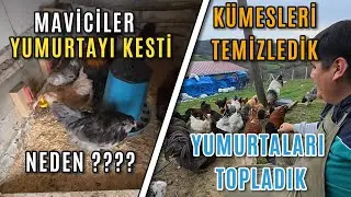 Kümeslerimizi Temizledik - Maviciler Yumurtlamayı Bıraktı - Yumurta Verimi Nasıl? #tavuk #çiftlik