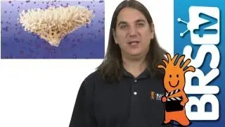 Maintaining Calcium and Alkalinity - EP 1: Calcium, Alkalinity and Trace Elements
