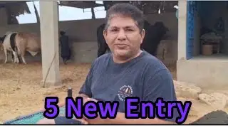 5 New Entry&rsquo;s | Boss Cattle Farm 