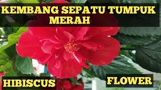Bunga sepatu bangkok tumpuk warna merah HIBISCUS FLOWER@Anna lestari#bungasepatubangkok#tamanhias