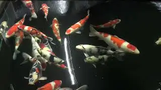 Grey's Koi - Main Pond - Japanese Koi