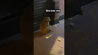 #monkey #youtube #shorts #viral #viralvideo