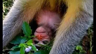 WHY..! Mother Jade Keep Newborn Baby Jayden on The ground new baby Jayden can't Hug Mom