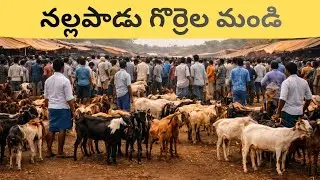 గుంటూరు గొర్రెల సంత |Nallapadu Sheep & Goat Market in Guntur |Best Sheep Market#video#trending#viral
