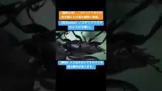 【昆虫ASMR】ノコギリクワガタのメスが可愛い。 #イラスト #art #昆虫図鑑 #昆虫観察 #昆虫撮影 #昆虫採集 #4k #insects #stagbeetle #drawing