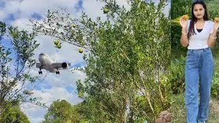 komala Bagan jampui jala pitara twisa (orange garden )🍊🍊🍊🍊😱🤪😛