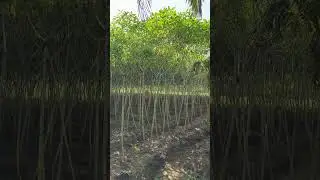 #agriculture#tapioca#kozhikode#kerala#farming#farmer