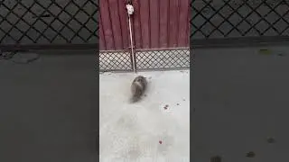How I play with Luna in the morning time.. #catshorts #catworld #cat #persian #catvideos #pets