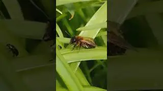 a Mining Bee watches a Pollen Beetle