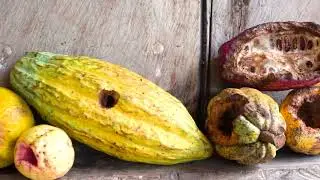 Plagas en el cultivo de Cacao