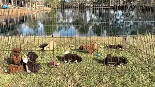 Havanese, Toy & Mini Poodle Litters!