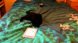 Lexie playing on the tablet