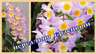 Опять ДЕНДРОБИУМ!  Dendrobium amabile, section Densiflora.