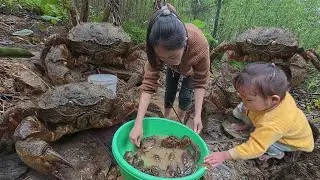 A Day of Survival of Single Mother Ly Thi Ana with a Giant Crab