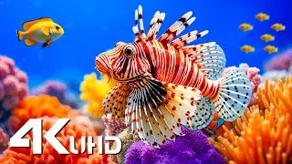 Кристально чистый 4K UHD Aquarium Escape 🐠 Захватывающий подводный мир с расслабляющей музыкой