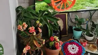 Evden Bahçeden Filizler, Tomurcuklar, Çiçekler