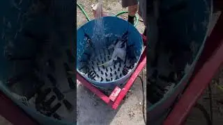 Another whizbang chicken plucker.
