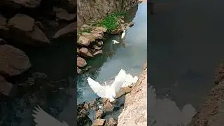 sights & sounds of The Elegant Great Egret  foraging in natures lake water drainage#viral#shorts