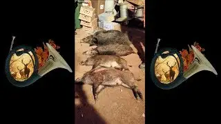 Battue au Sanglier ( H&eacute;rault 34)...13/1/2018