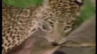 CH5 Call of the Wild - The Leopard that Changed its Spots (Andrew Sachs)