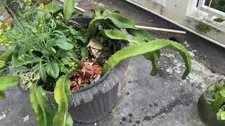 Tips Sederhana Memperbanyak Tanaman Buah Naga