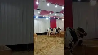 beautiful cow mashallah