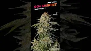 GG4 Sherbet Fast Buds Fast Flower